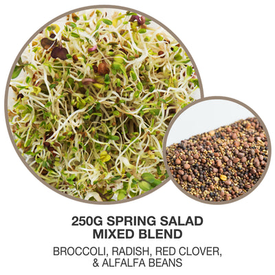 close up of sprouting salad mix