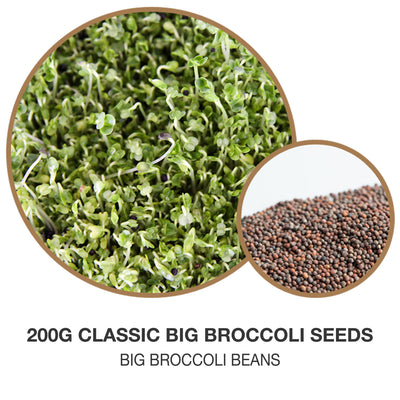 close up of broccoli seeds