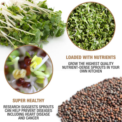 health benefits of broccoli sprouts