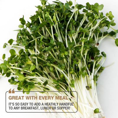 benefits of broccoli sprouts